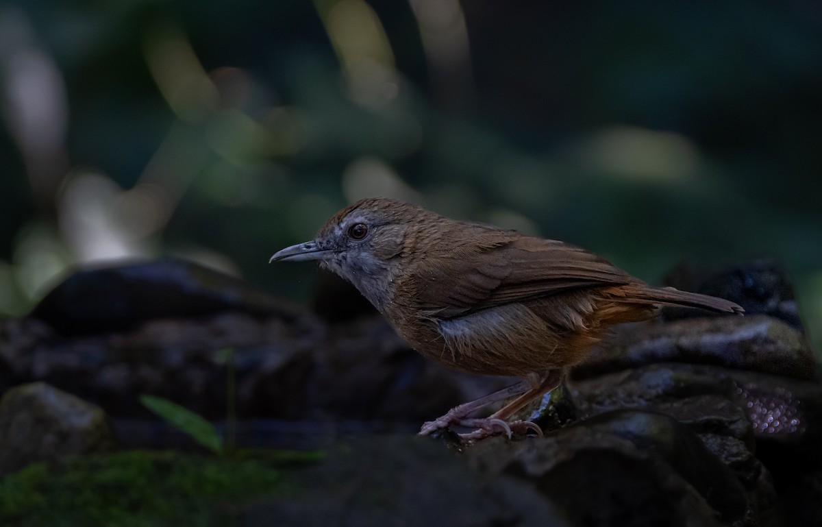 Rotschwanz-Mausdrossling - ML646114420