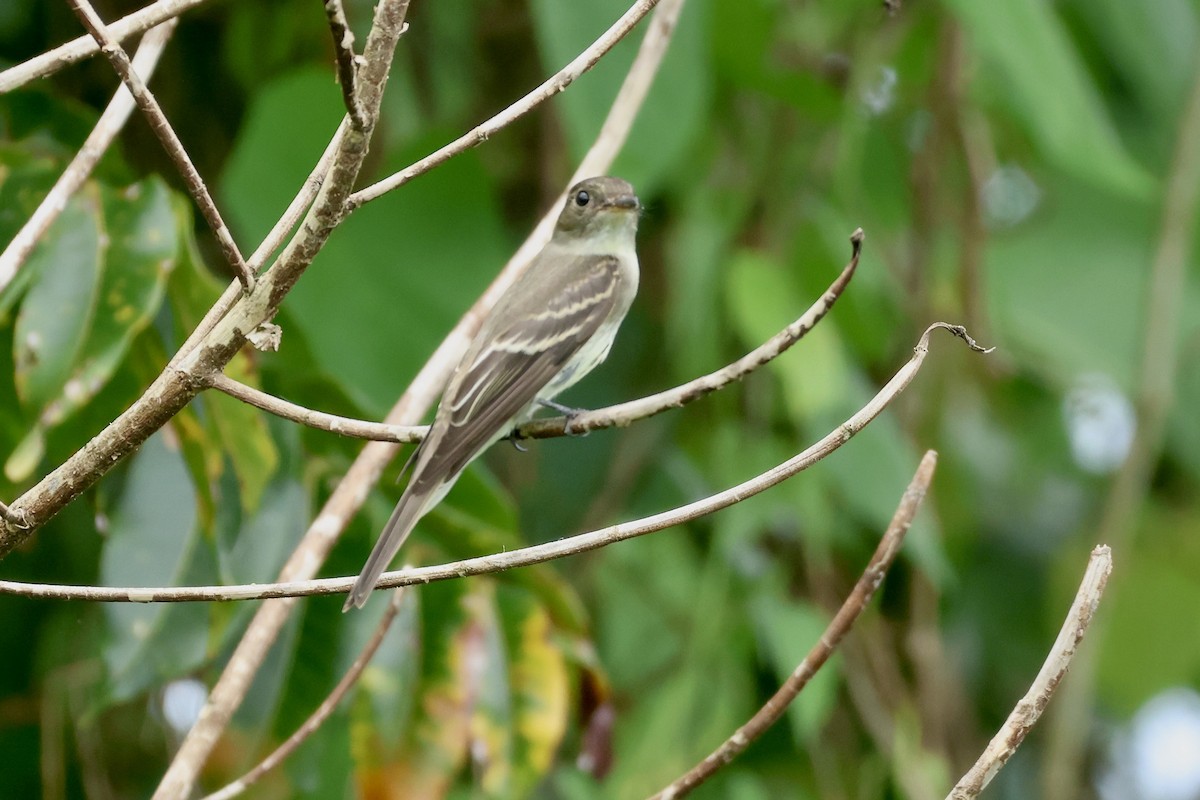 Pibí Oriental - ML646114422