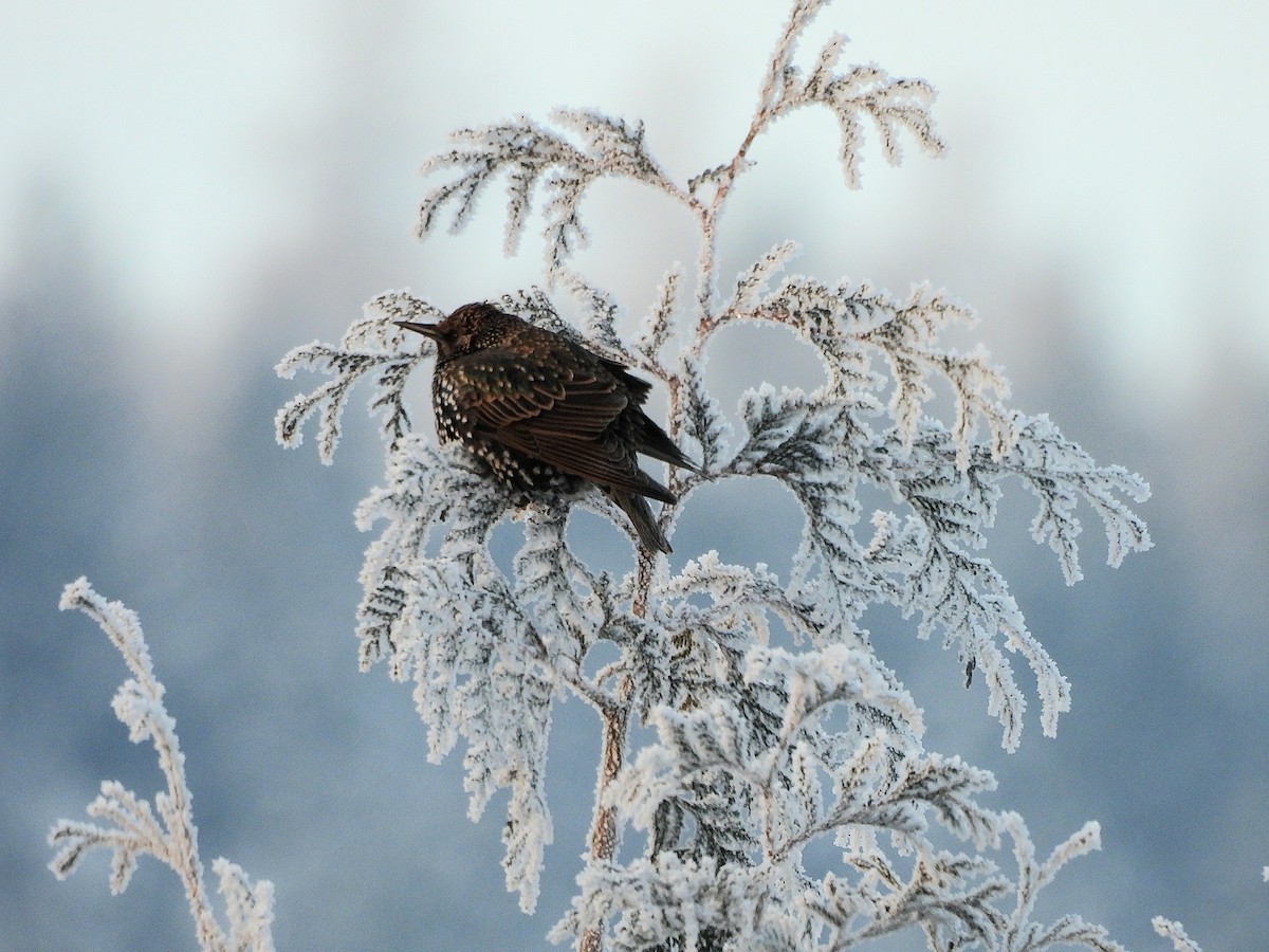 European Starling - ML646114423