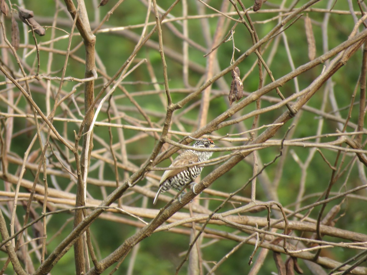 Carpinterito Variable - ML646114428