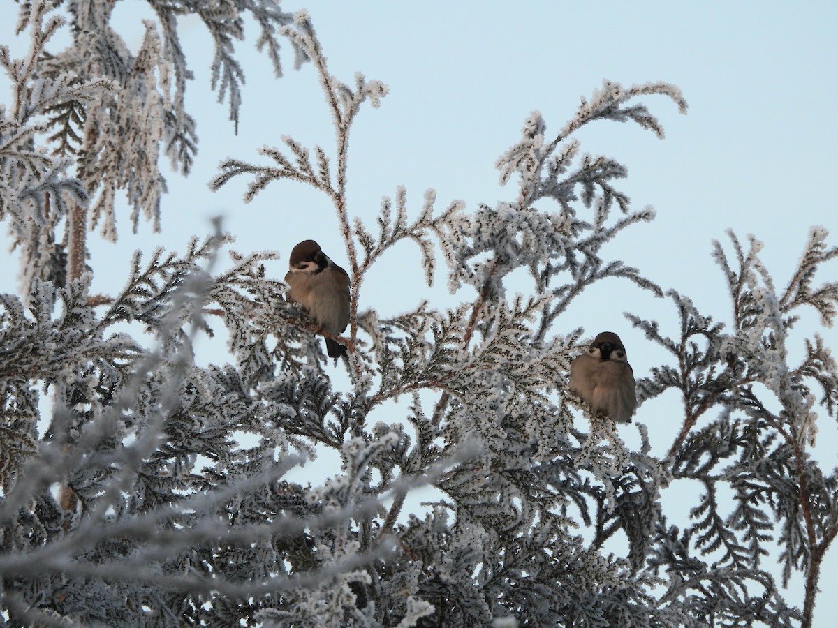 Eurasian Tree Sparrow - ML646114430