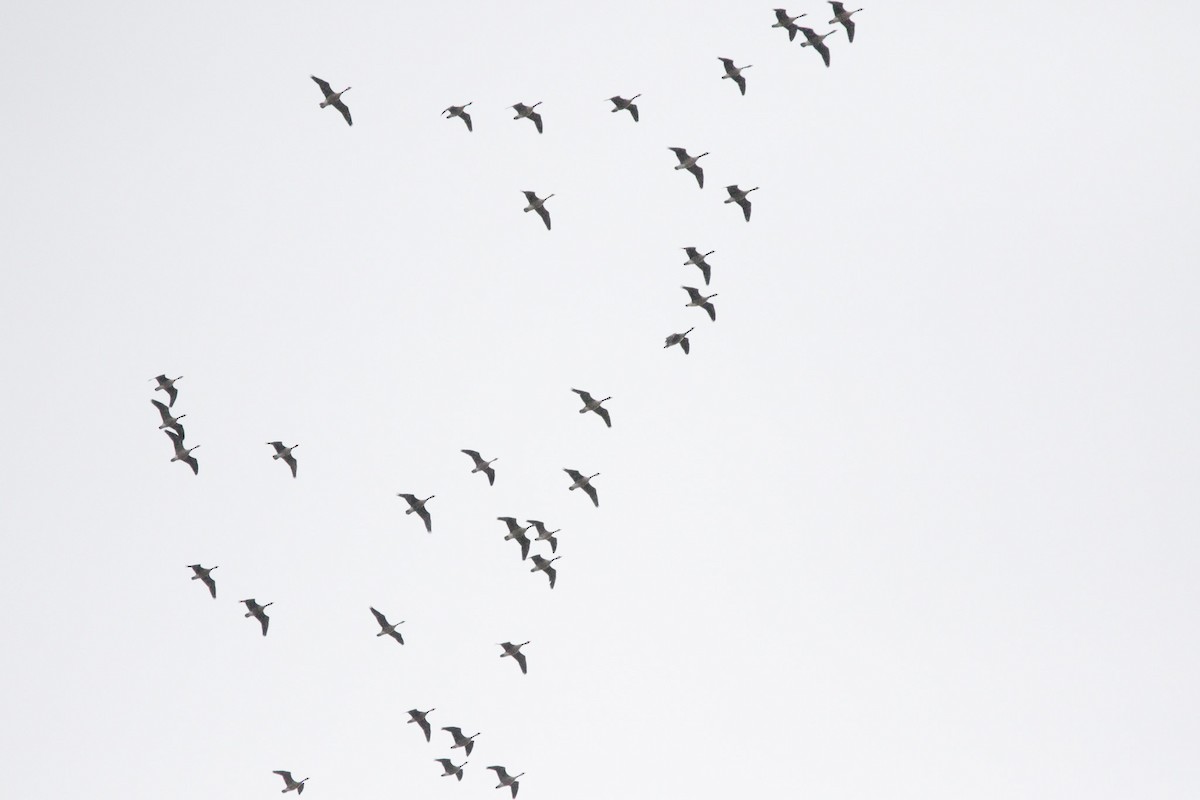 Canada Goose - ML646114434