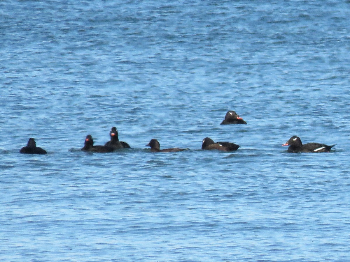 White-winged Scoter - ML646114435
