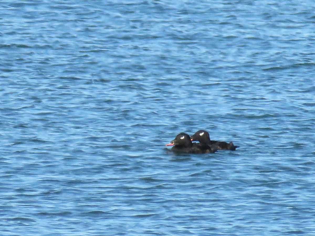 White-winged Scoter - ML646114436