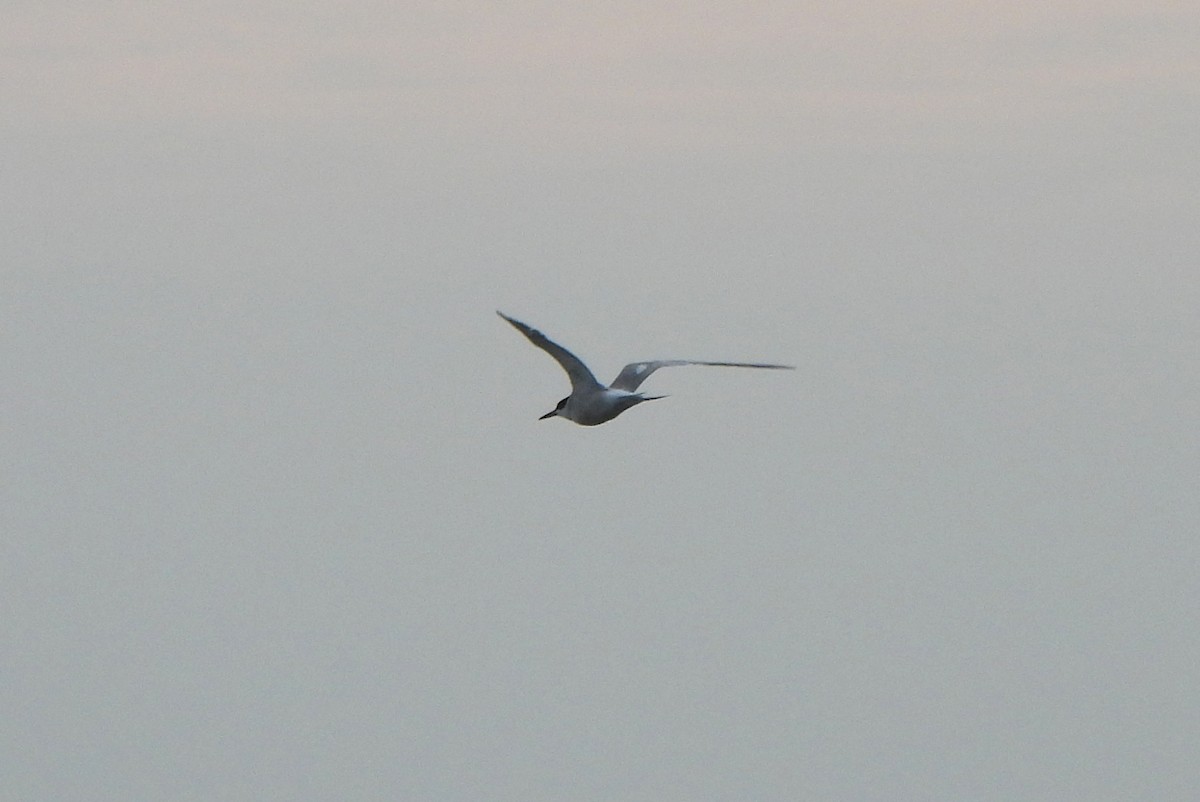 Common Tern - ML646114437