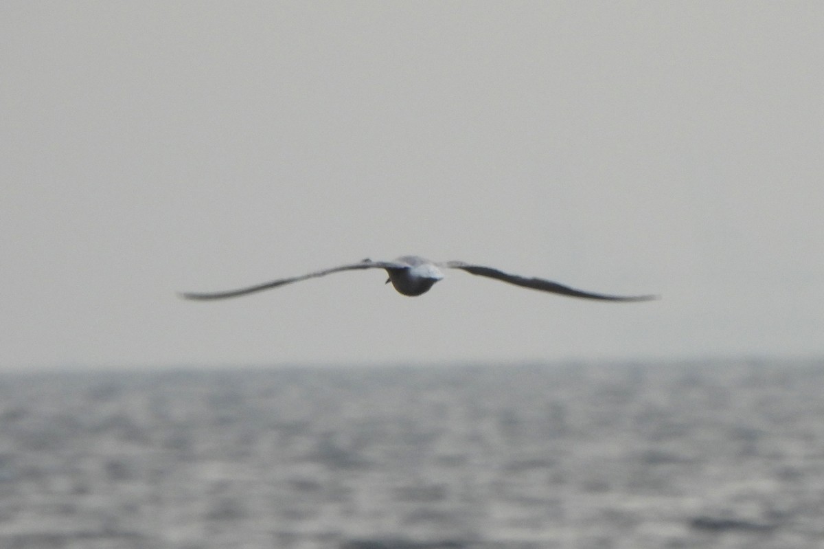 Common Tern - ML646114438