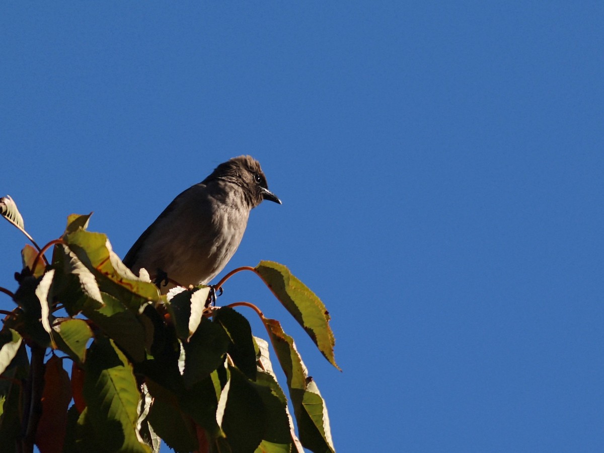 Common Bulbul - ML646114451