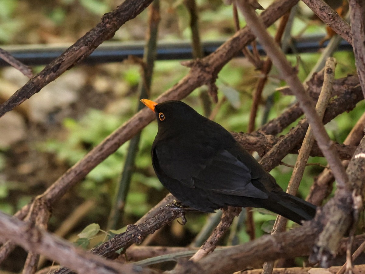 Eurasian Blackbird - ML646114454