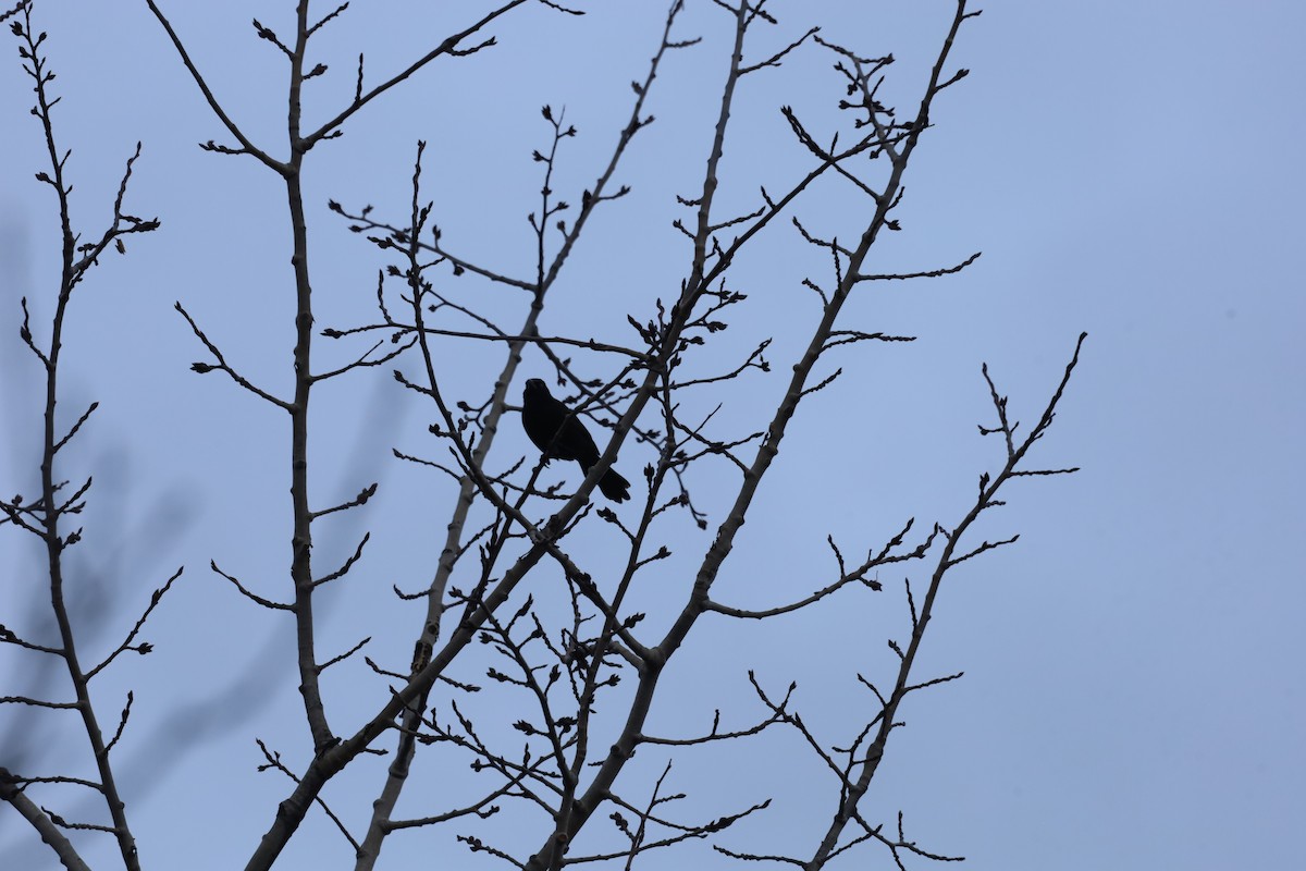 Zanate Común - ML646114457