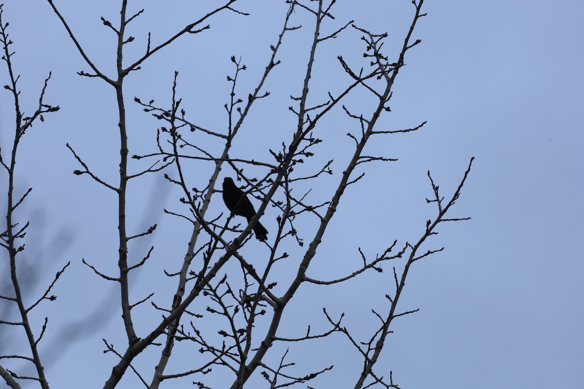 Zanate Común - ML646114458