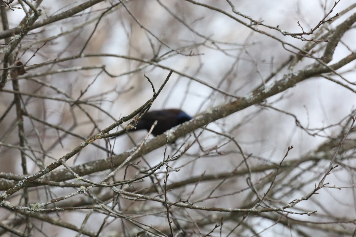 Zanate Común - ML646114459