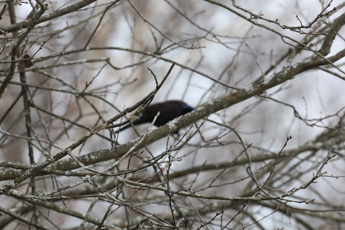 Zanate Común - ML646114460