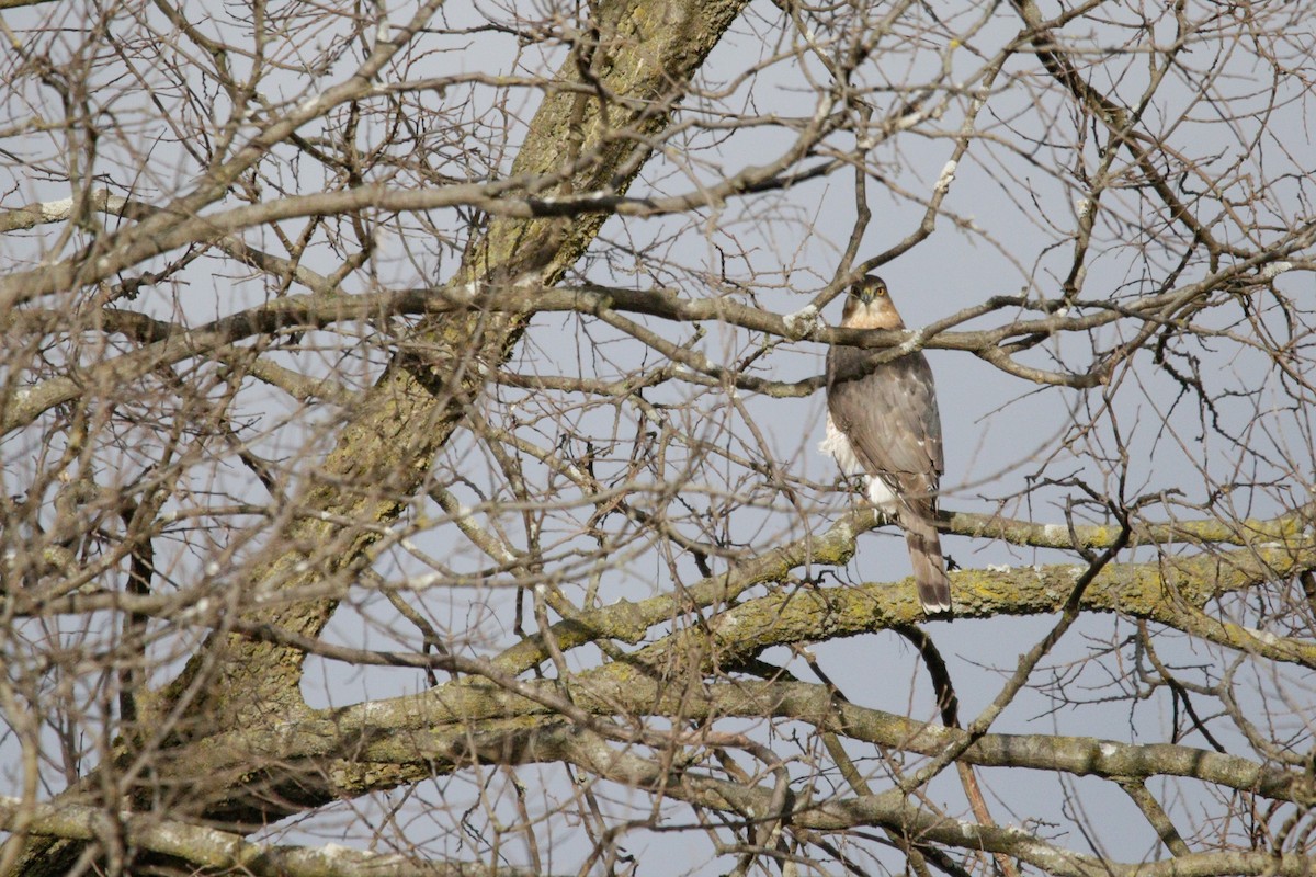 Rundschwanzhabicht - ML646114461