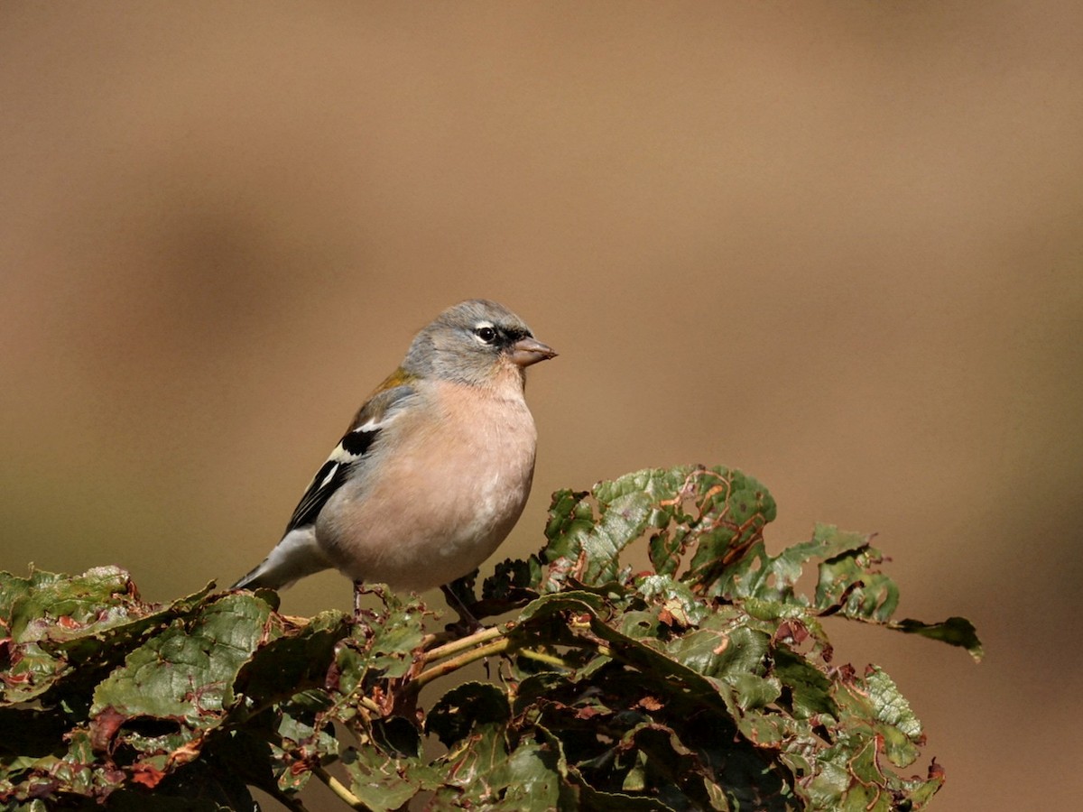 African Chaffinch - ML646114462