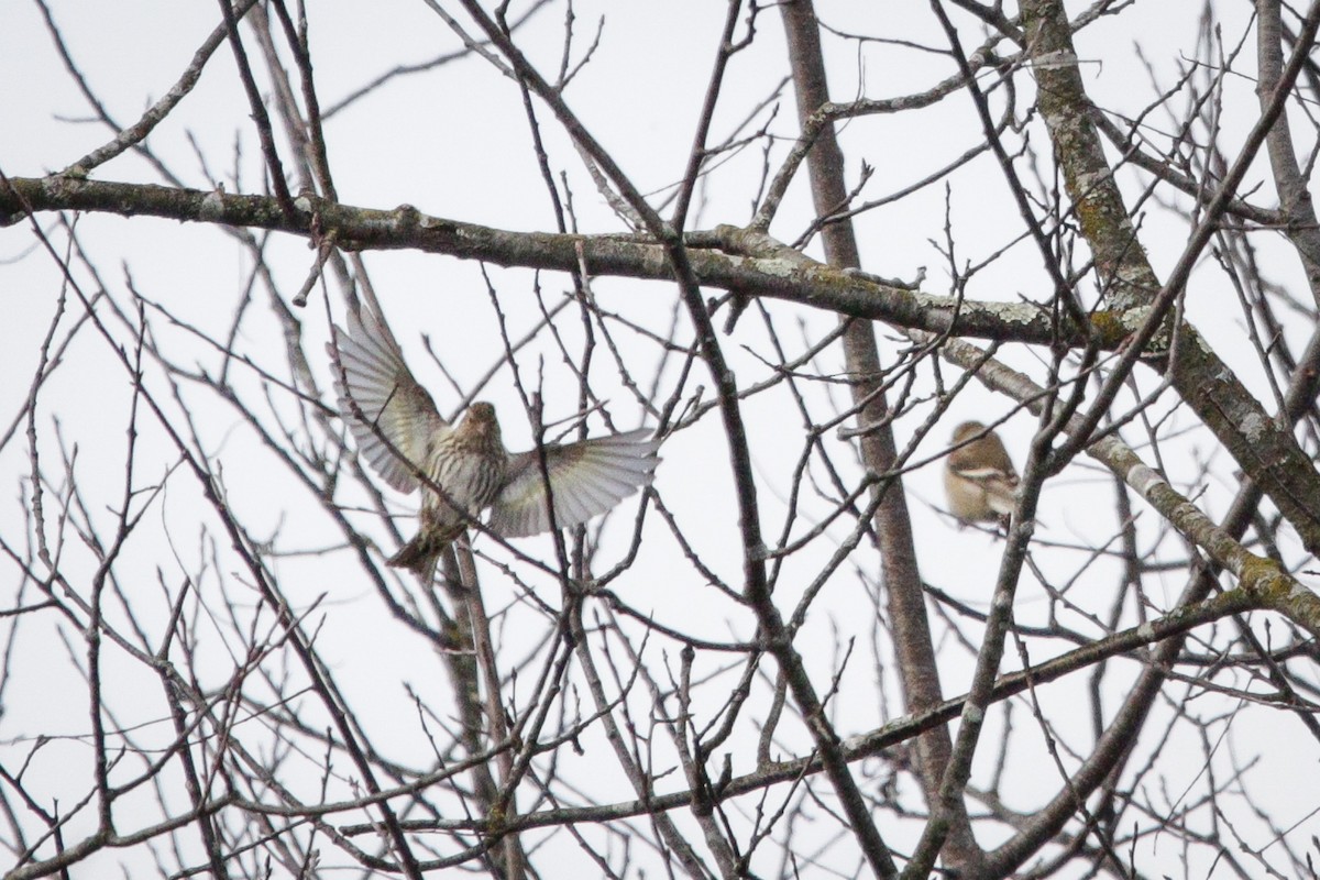 Pine Siskin - ML646114463
