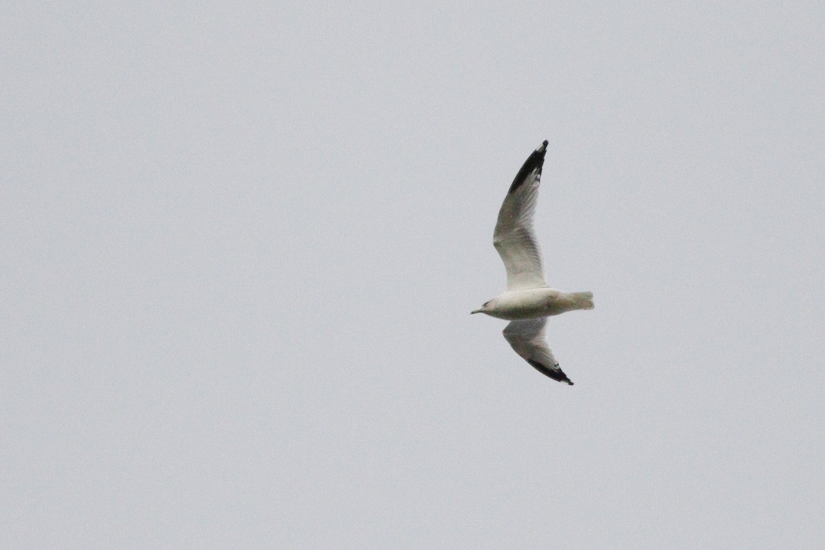 Ringschnabelmöwe - ML646114469