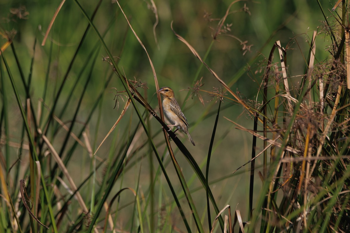 Asian Golden Weaver - ML646114470