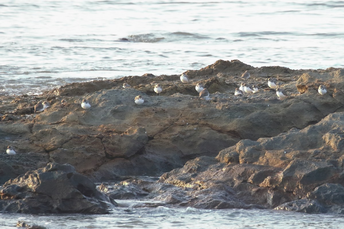 Tibet Cılıbıtı - ML646114478