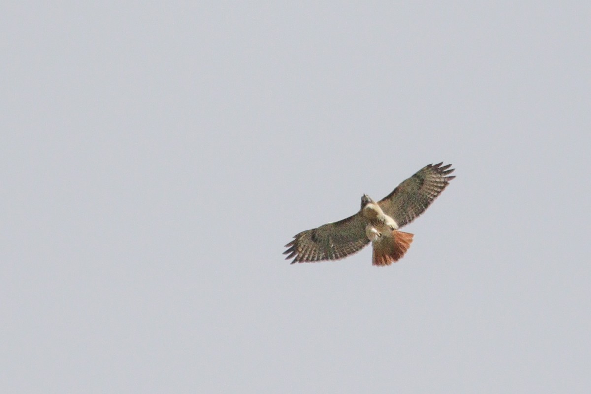 Red-tailed Hawk - ML646114482