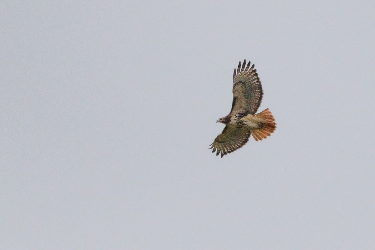 Red-tailed Hawk - ML646114483