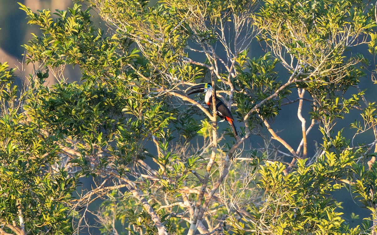 White-throated Toucan - ML646114484