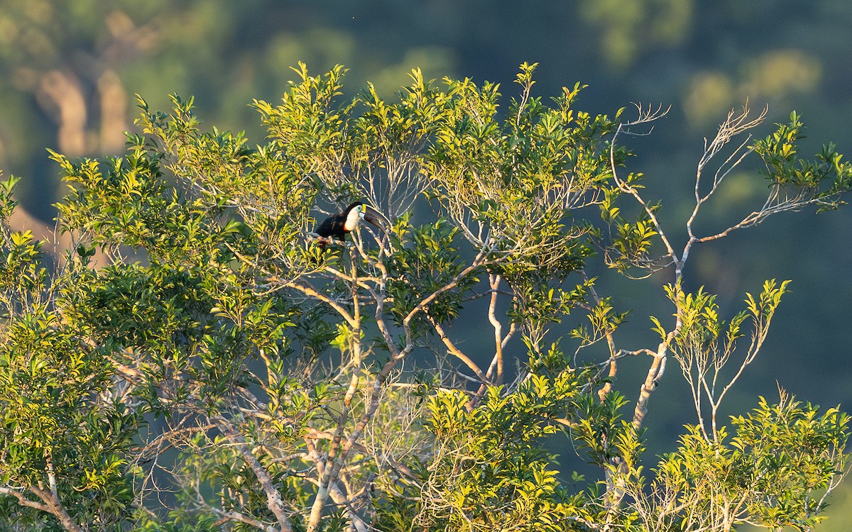 White-throated Toucan - ML646114485