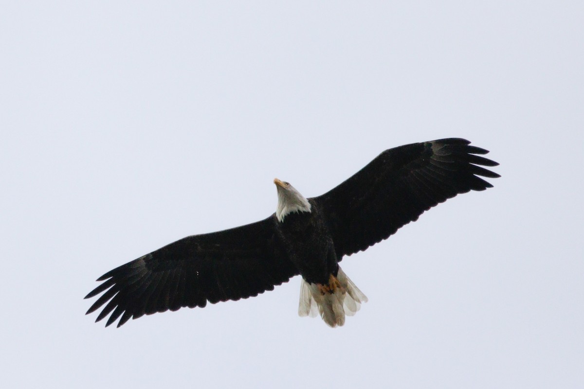 Bald Eagle - ML646114487