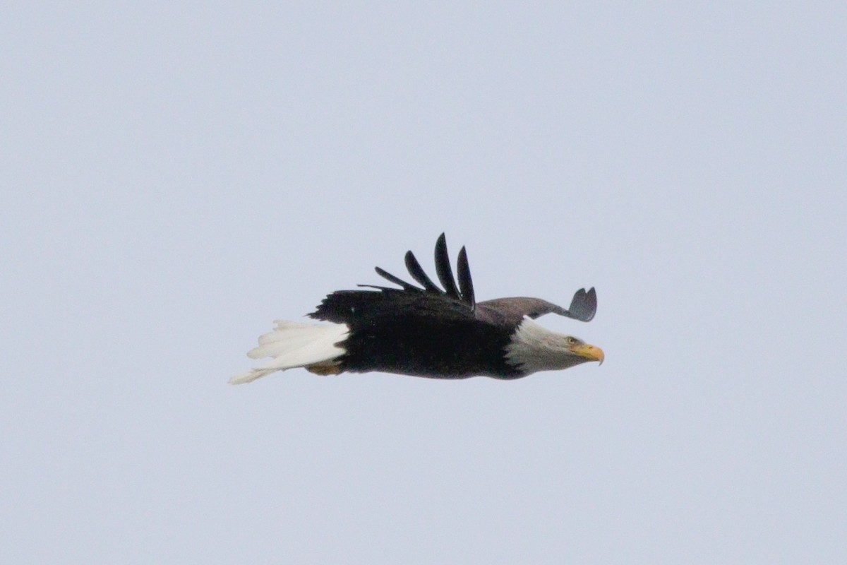 Bald Eagle - ML646114488