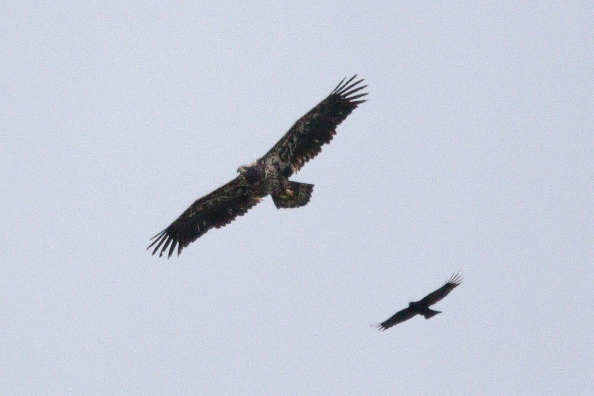 Bald Eagle - ML646114490