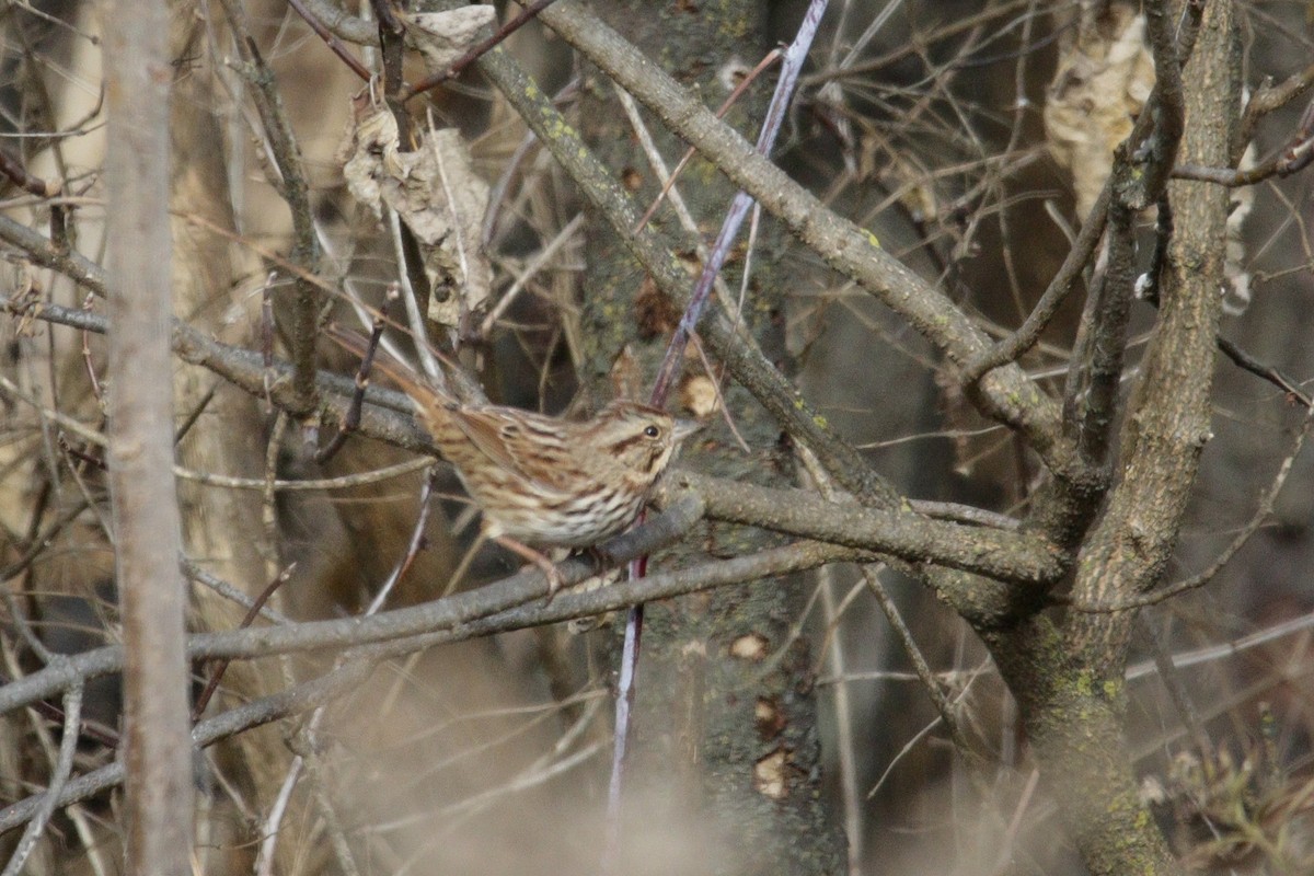 Song Sparrow - ML646114493