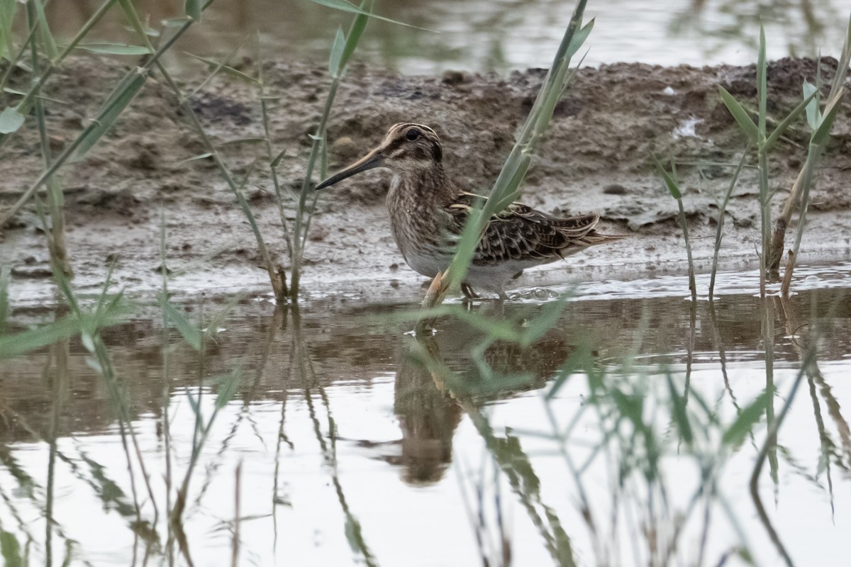 Agachadiza Chica - ML646114499