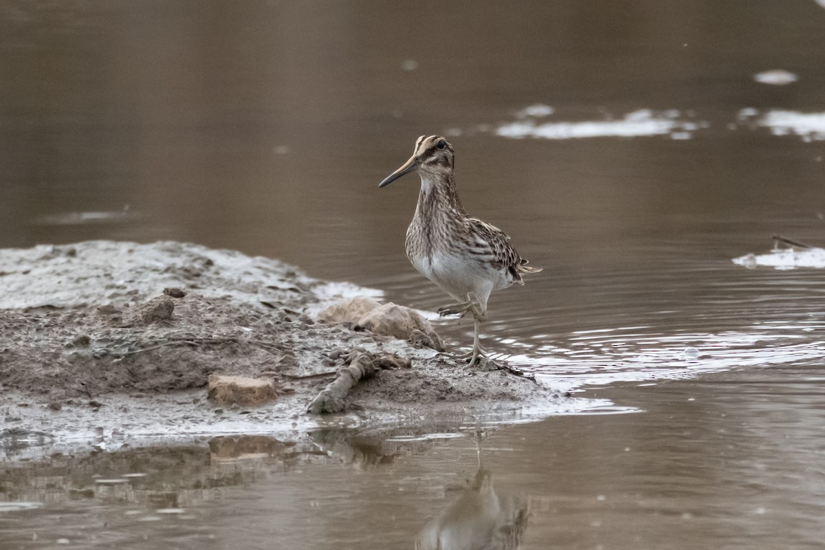 Agachadiza Chica - ML646114500