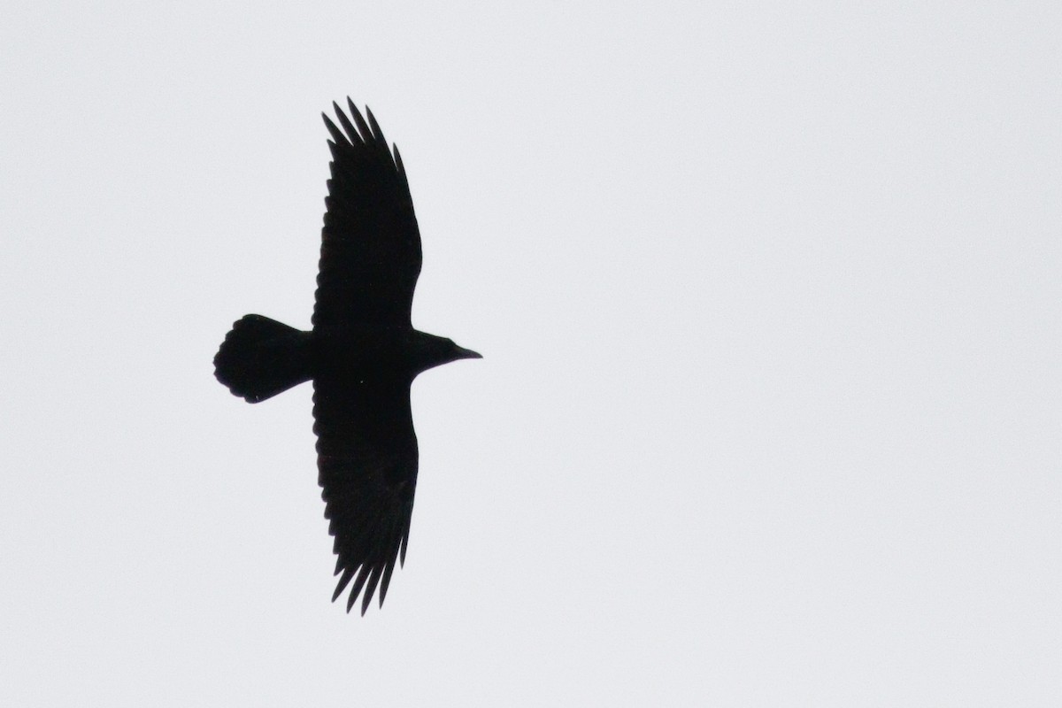 Common Raven - ML646114502