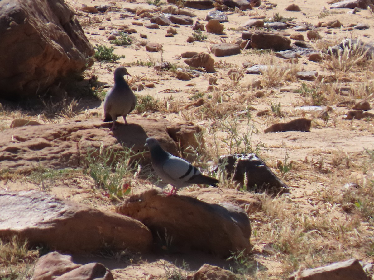 klippedue - ML646114508