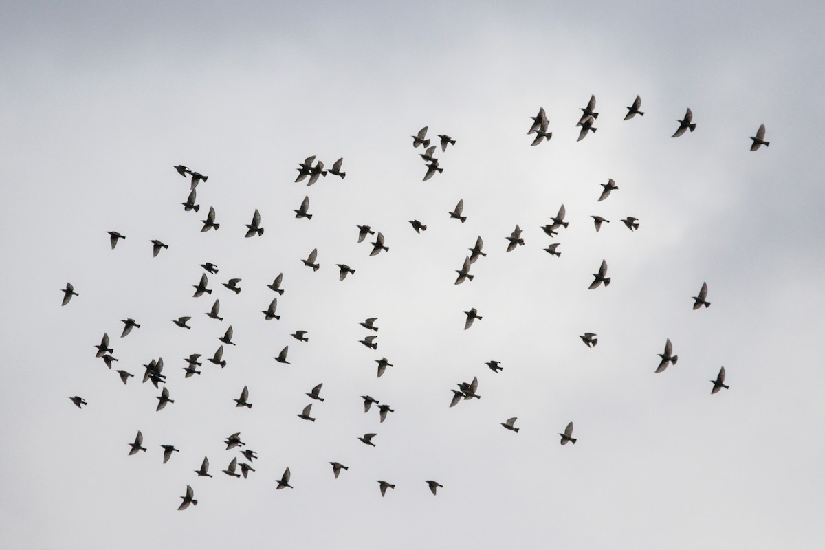 European Starling - ML646114509