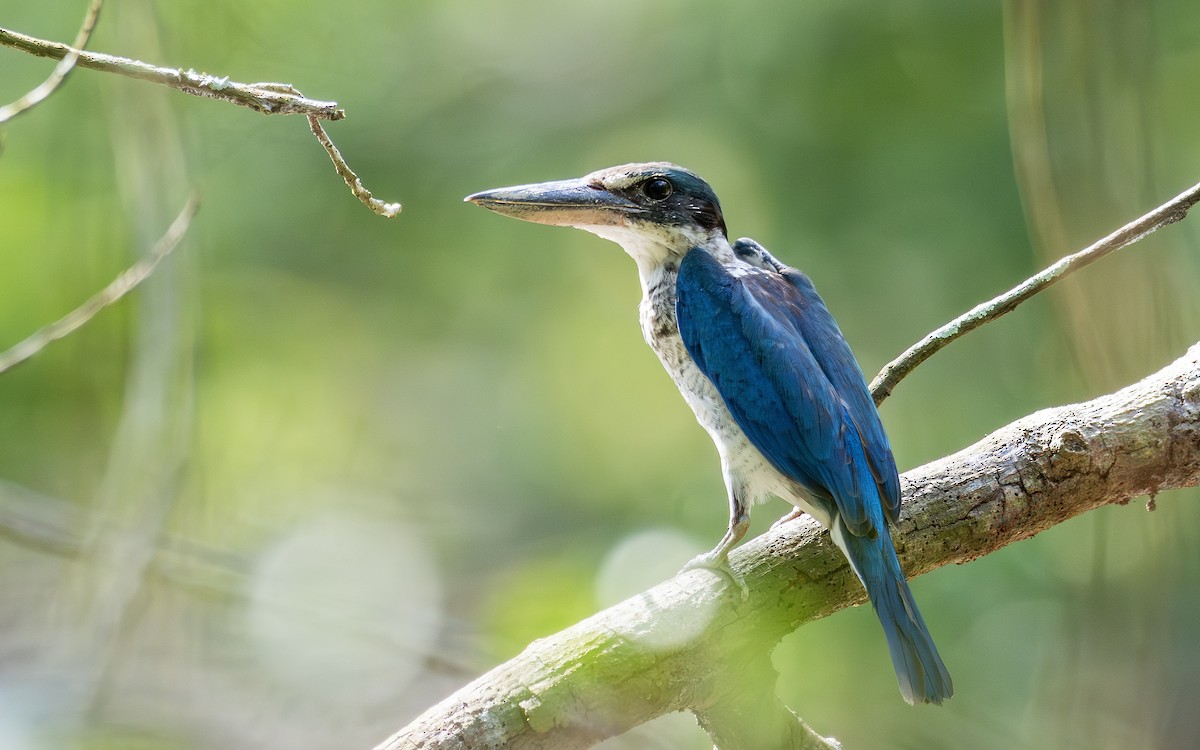 白領翡翠(humii群) - ML646114532