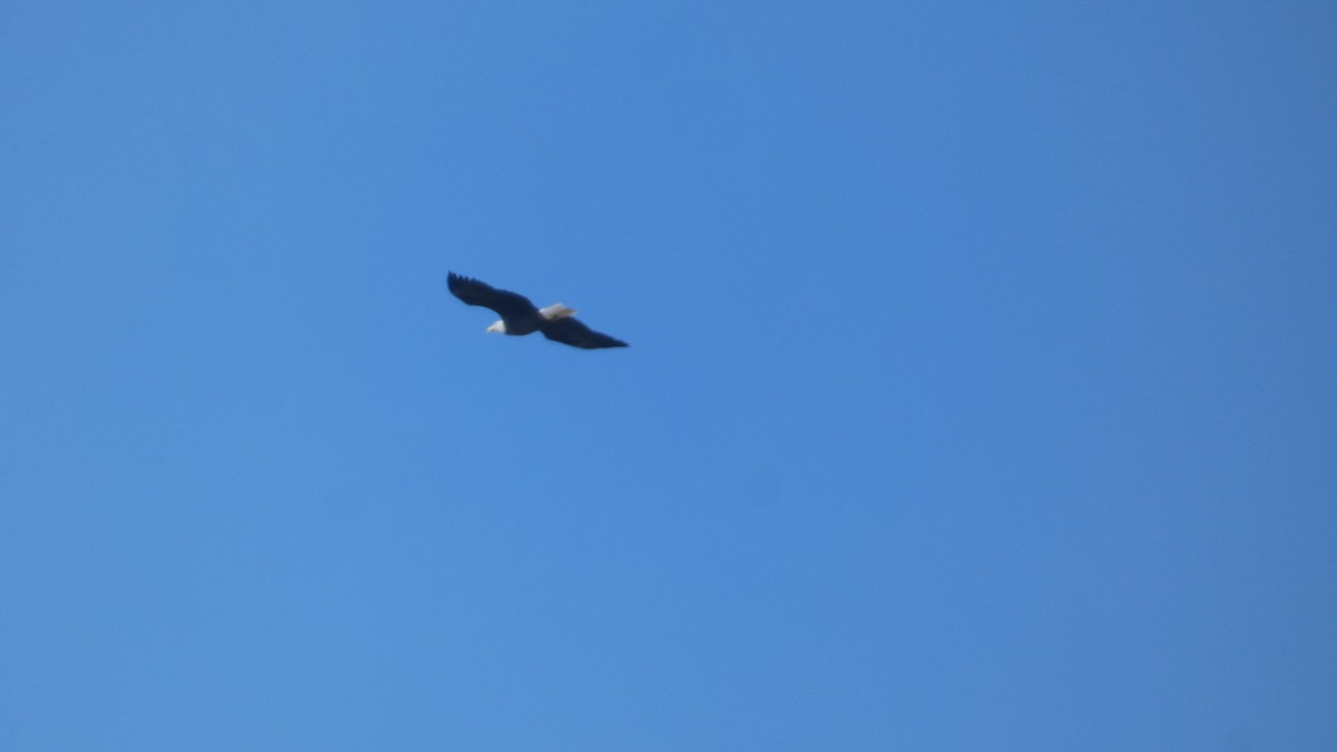 ハクトウワシ - ML646114533