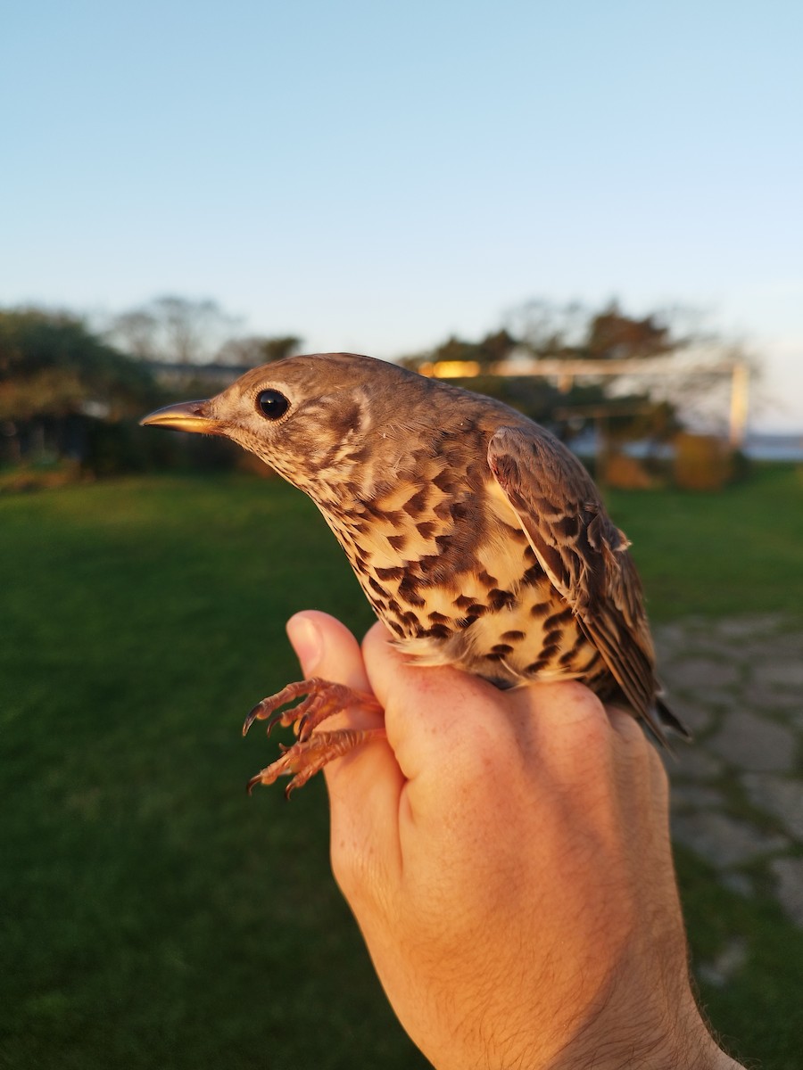 槲鶇 - ML646114536