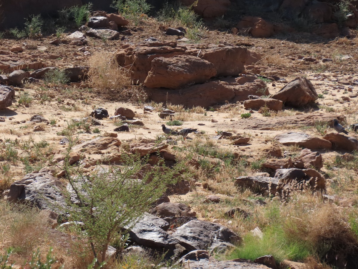 klippedue - ML646114540