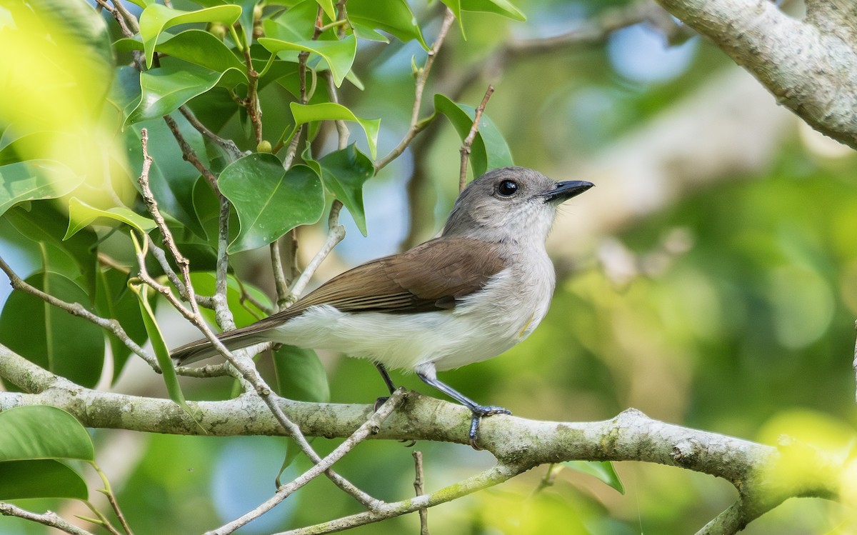 Mangrove Whistler - ML646114545