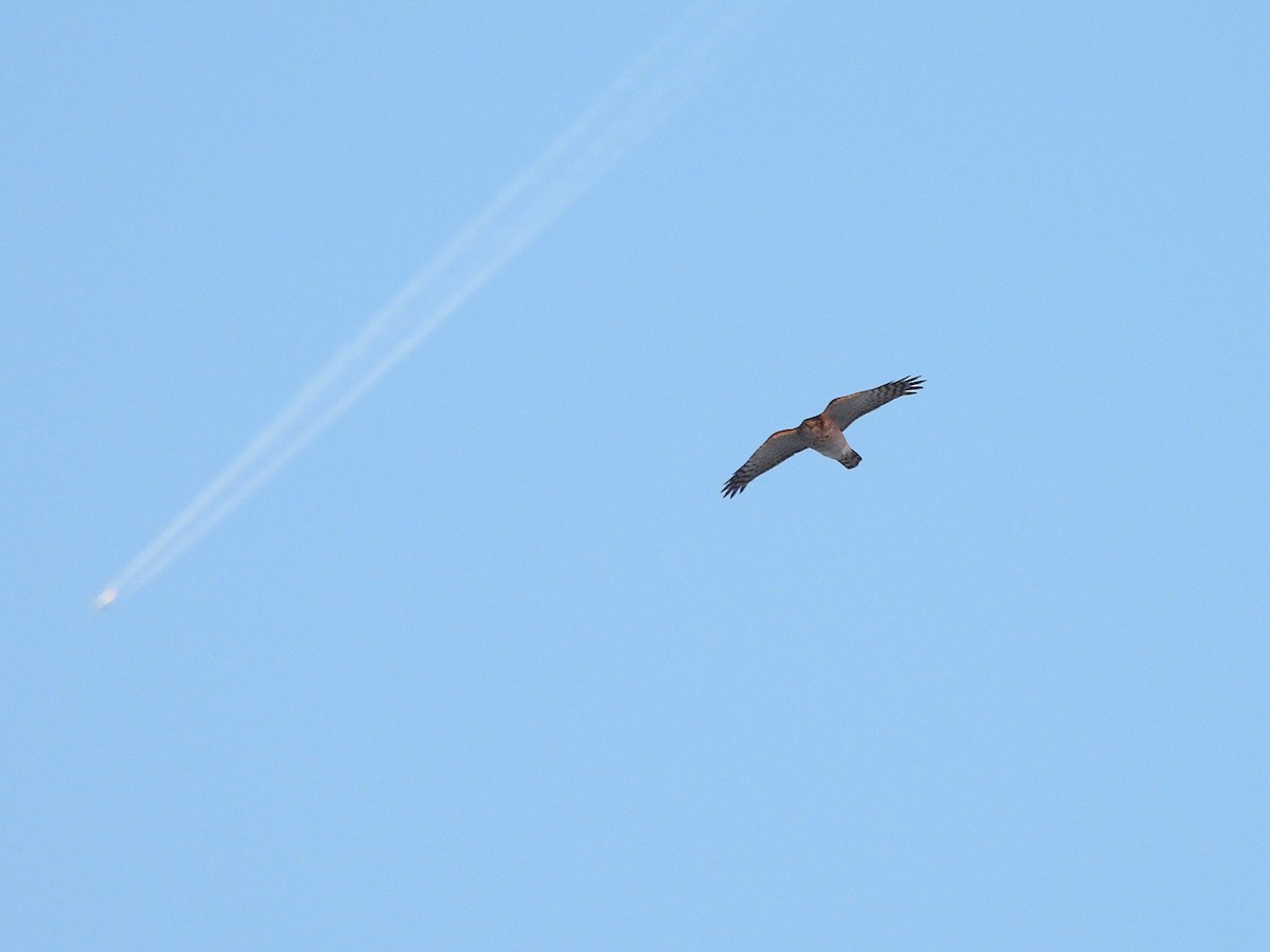 Eurasian Sparrowhawk - ML646114546