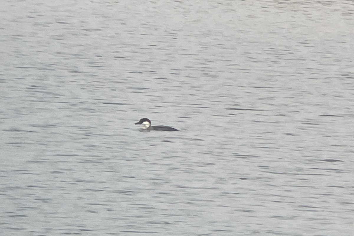 Smew - ML646114551