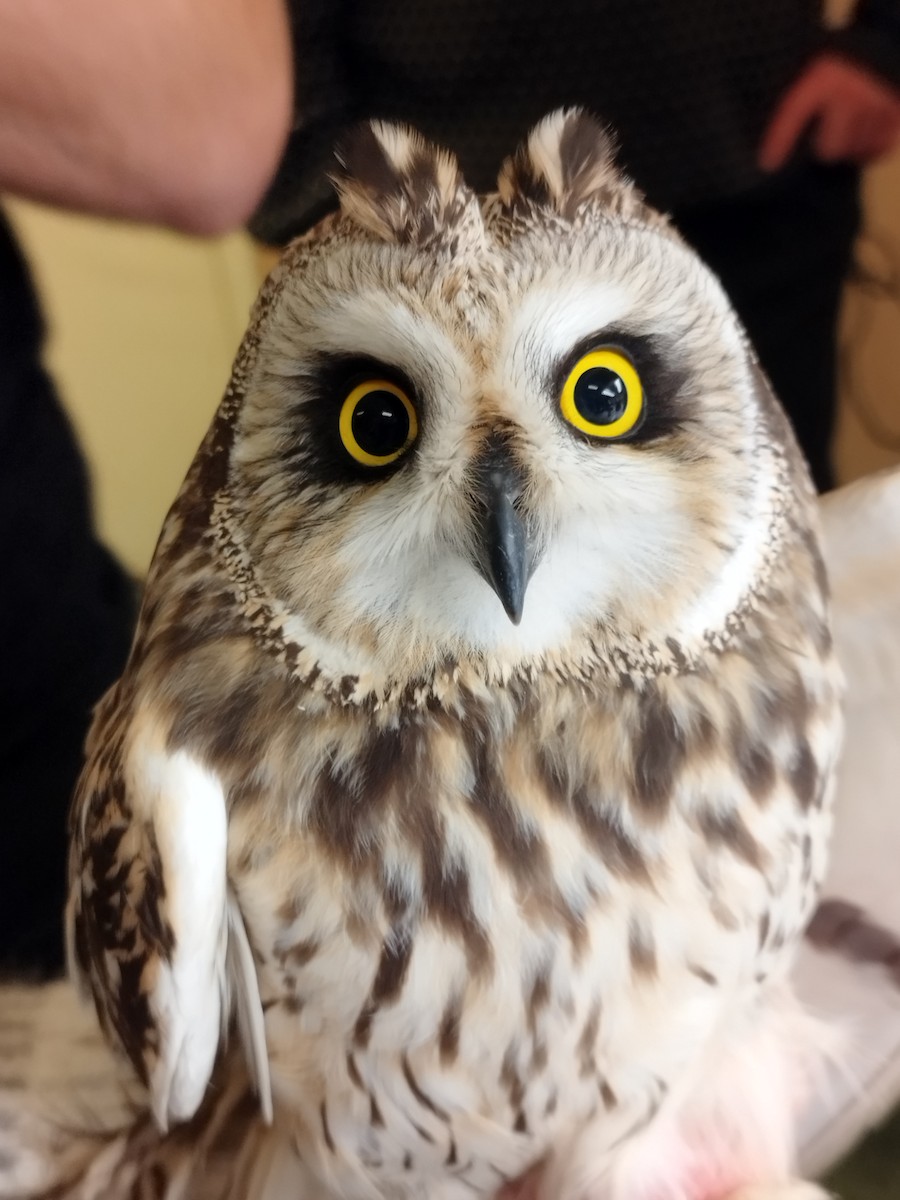 Zingira-hontza - ML646114553