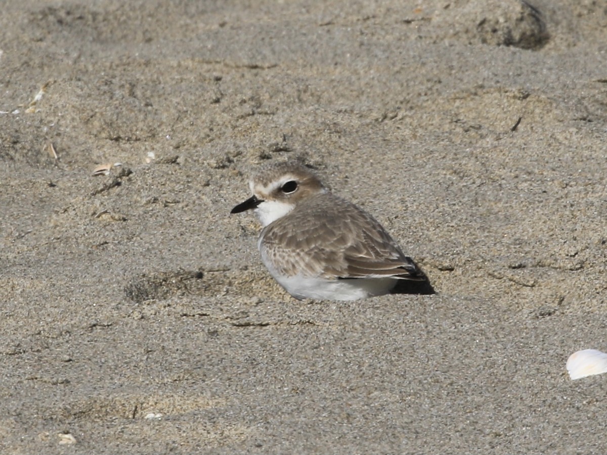 Snowy Plover - ML646114555