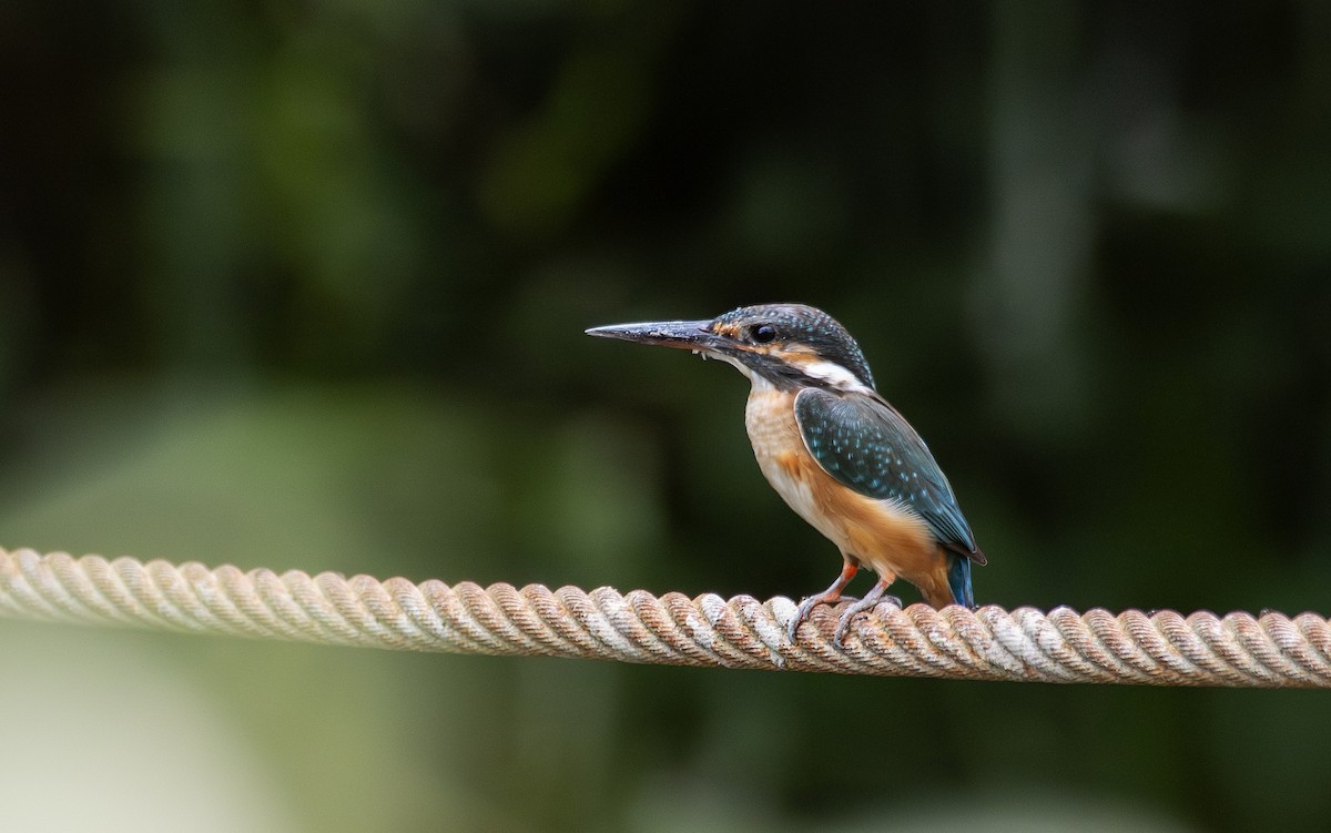 翠鳥 - ML646114556