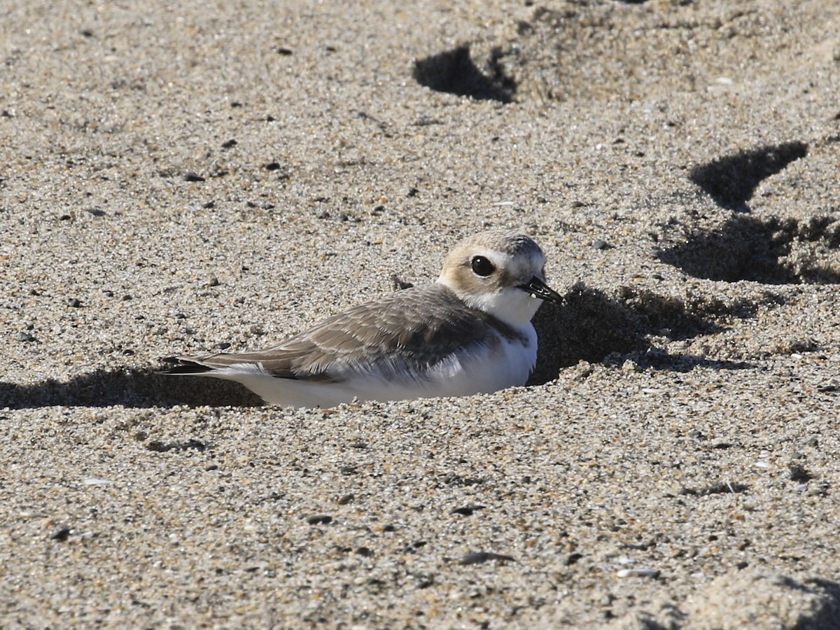 Snowy Plover - ML646114557