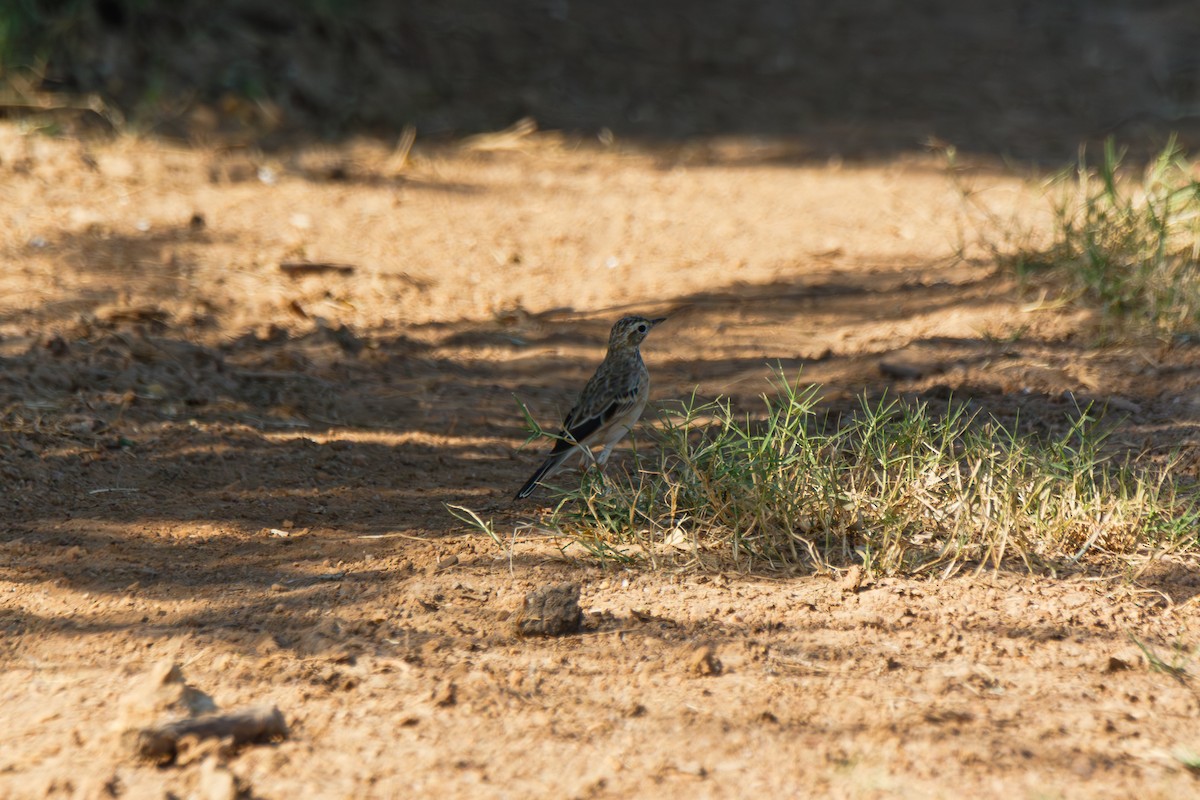 Bisbita de Richard - ML646114583