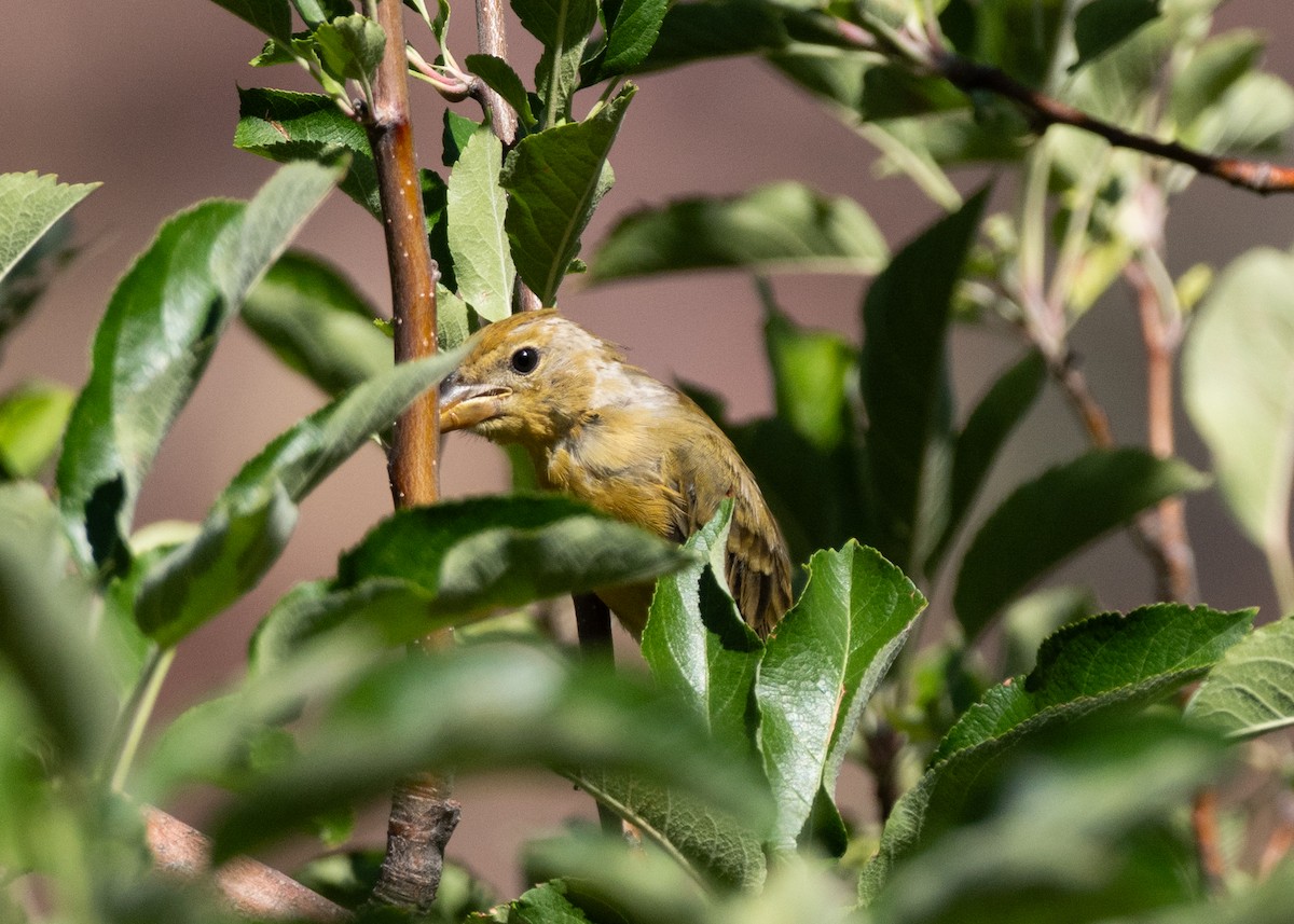 Summer Tanager - ML646114585