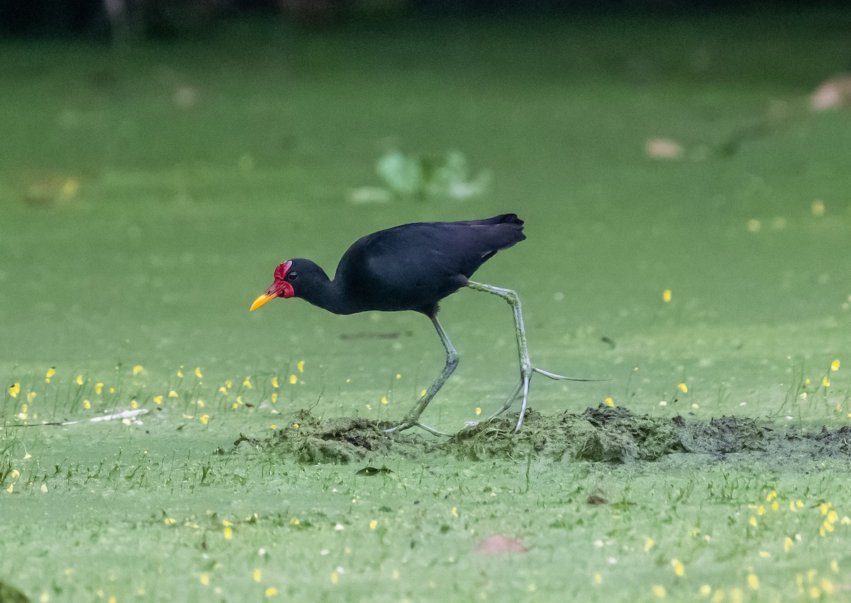 ostnák jihoamerický - ML646114586