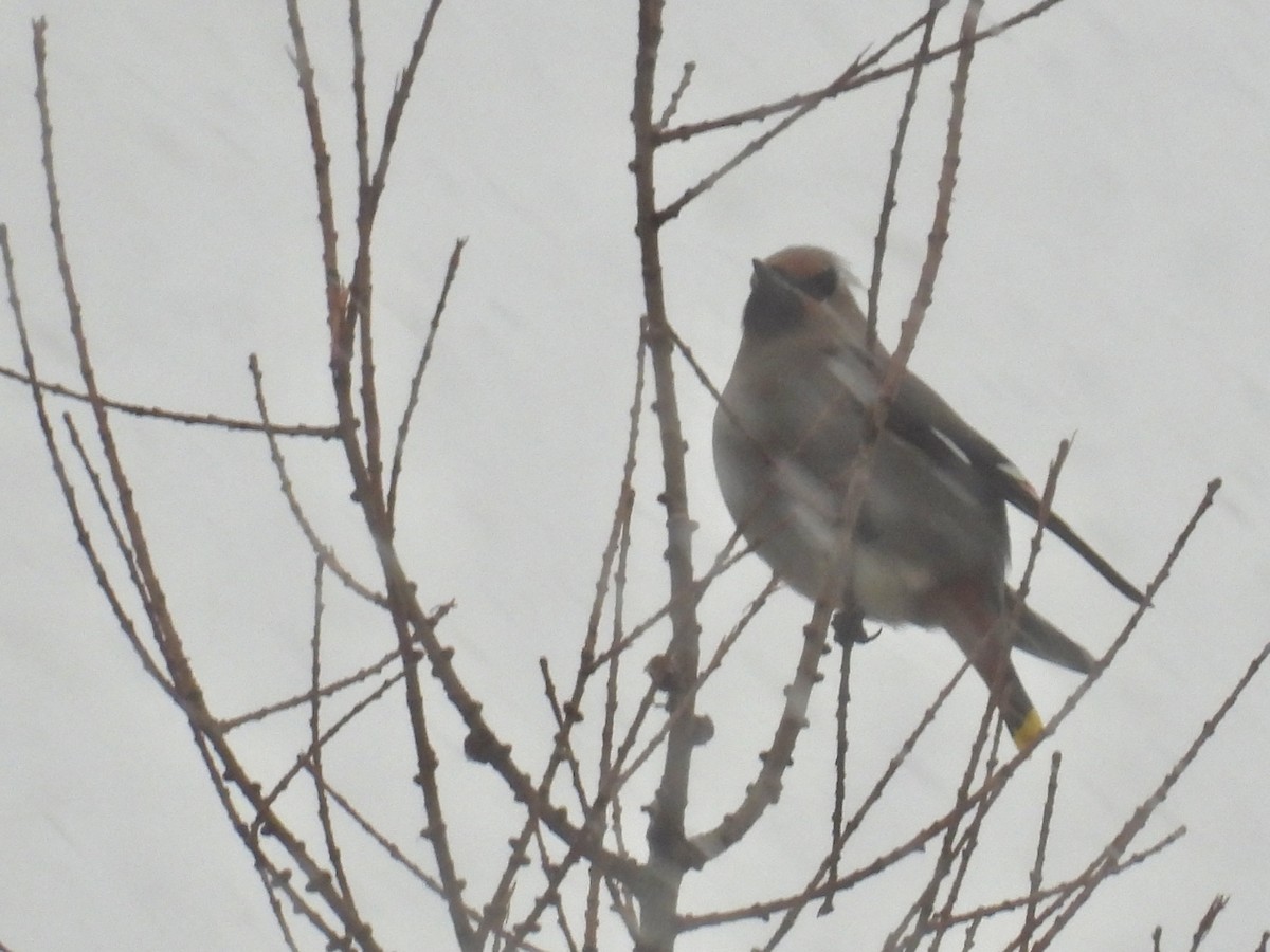 Ampelis Europeo - ML646114598